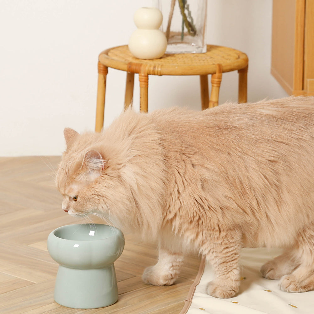 Cat Food