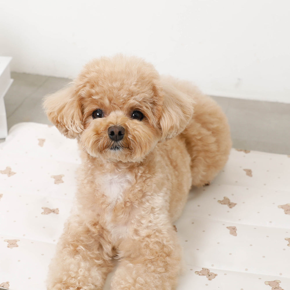 Bear Cool Cool Gel Mat M Size
