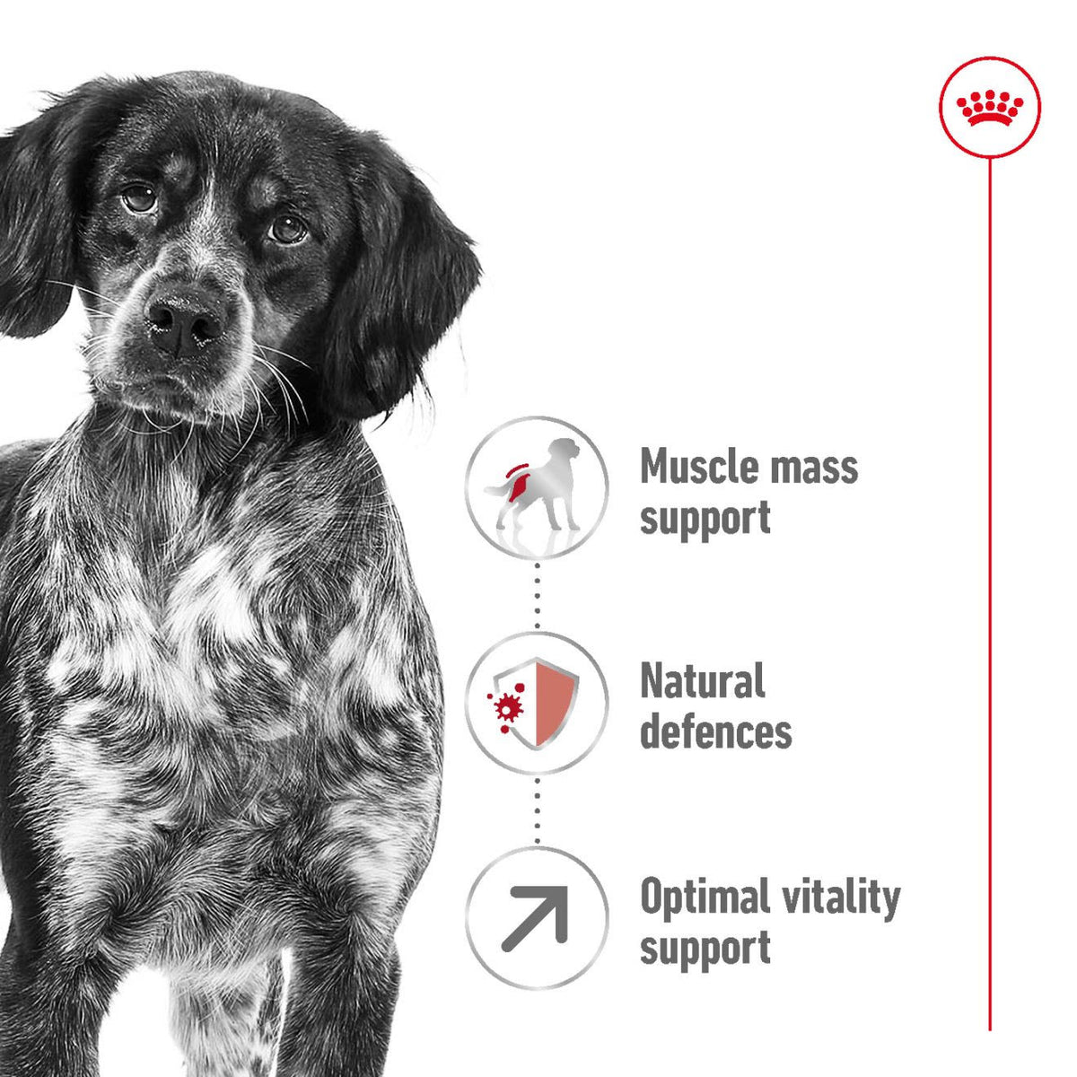 Royal Canin Medium Adult 7+ Dry Dog Food