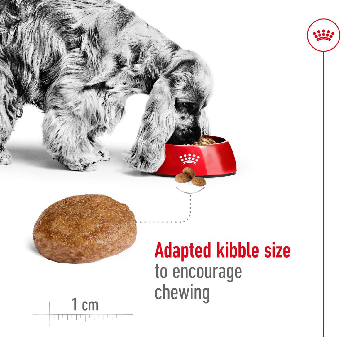 Royal Canin Medium Adult 7+ Dry Dog Food