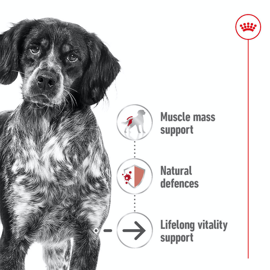 Royal Canin Medium Ageing 10+ Dry Dog Food