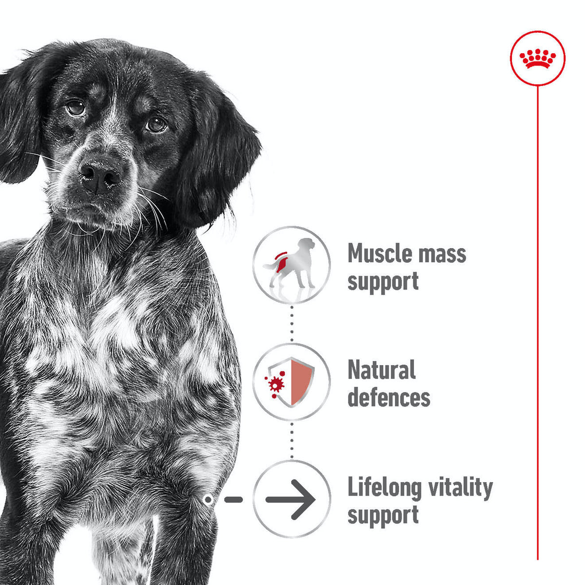 Royal Canin Medium Ageing 10+ Dry Dog Food