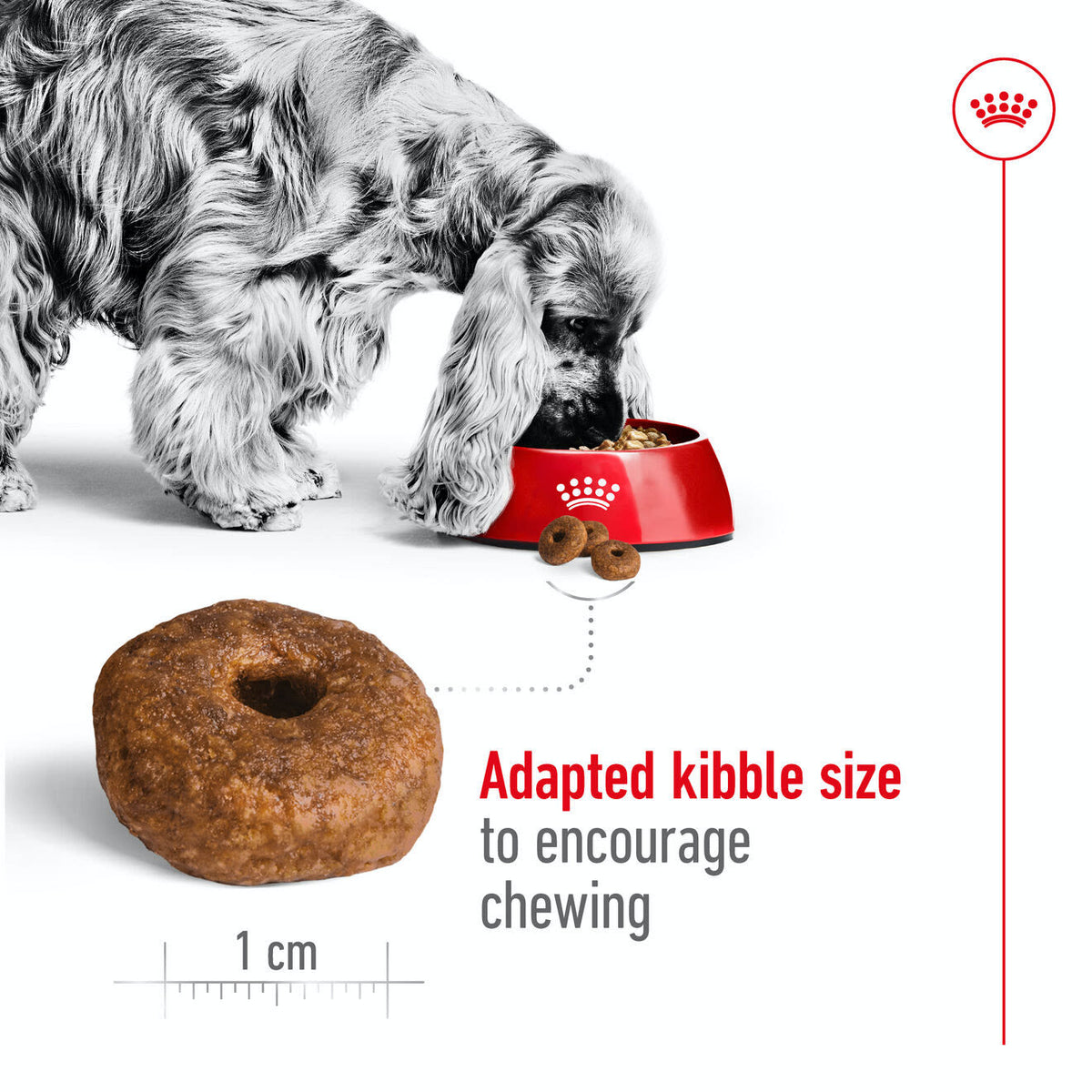 Royal Canin Medium Ageing 10+ Dry Dog Food