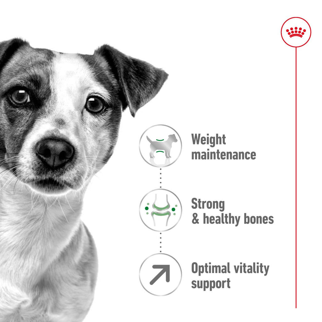 Royal Canin mini Adult 8+ Dry Dog Food