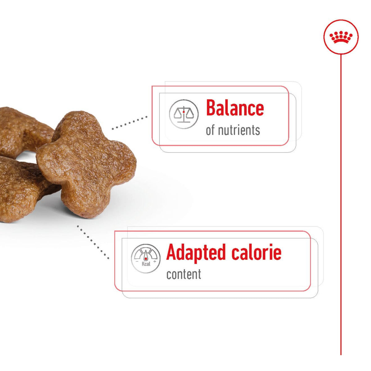Royal Canin mini Adult 8+ Dry Dog Food