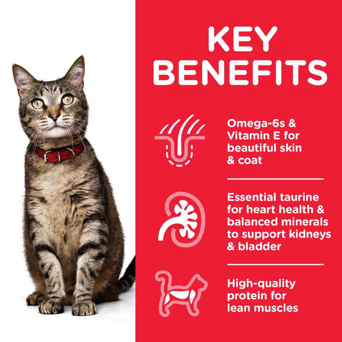 Hill's Science Plan Adult 1-6 Dry Cat Food - Lamb