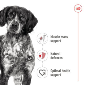 Royal Canin Medium Adult Wet Dog Food