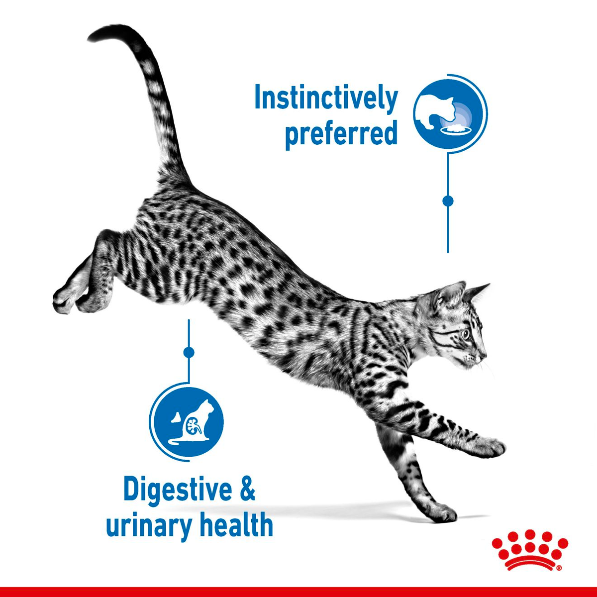 Royal Canin Indoor Adult Sterilised Cat Wet Food - Jelly