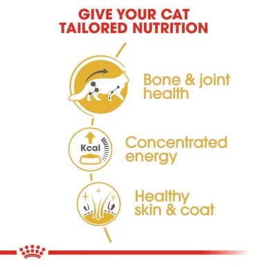 Royal Canin Maine Coon Adult Cat Wet Food in Gravy