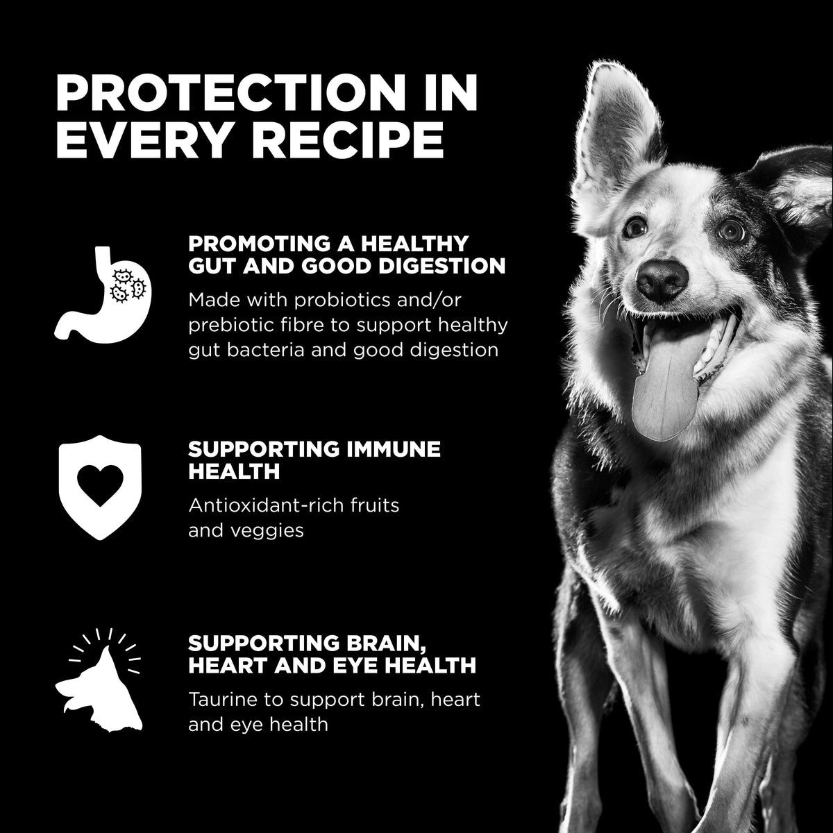 Go! Solutions Skin + Coat Care Chicken Recipe with Grains Dry Dog Food
