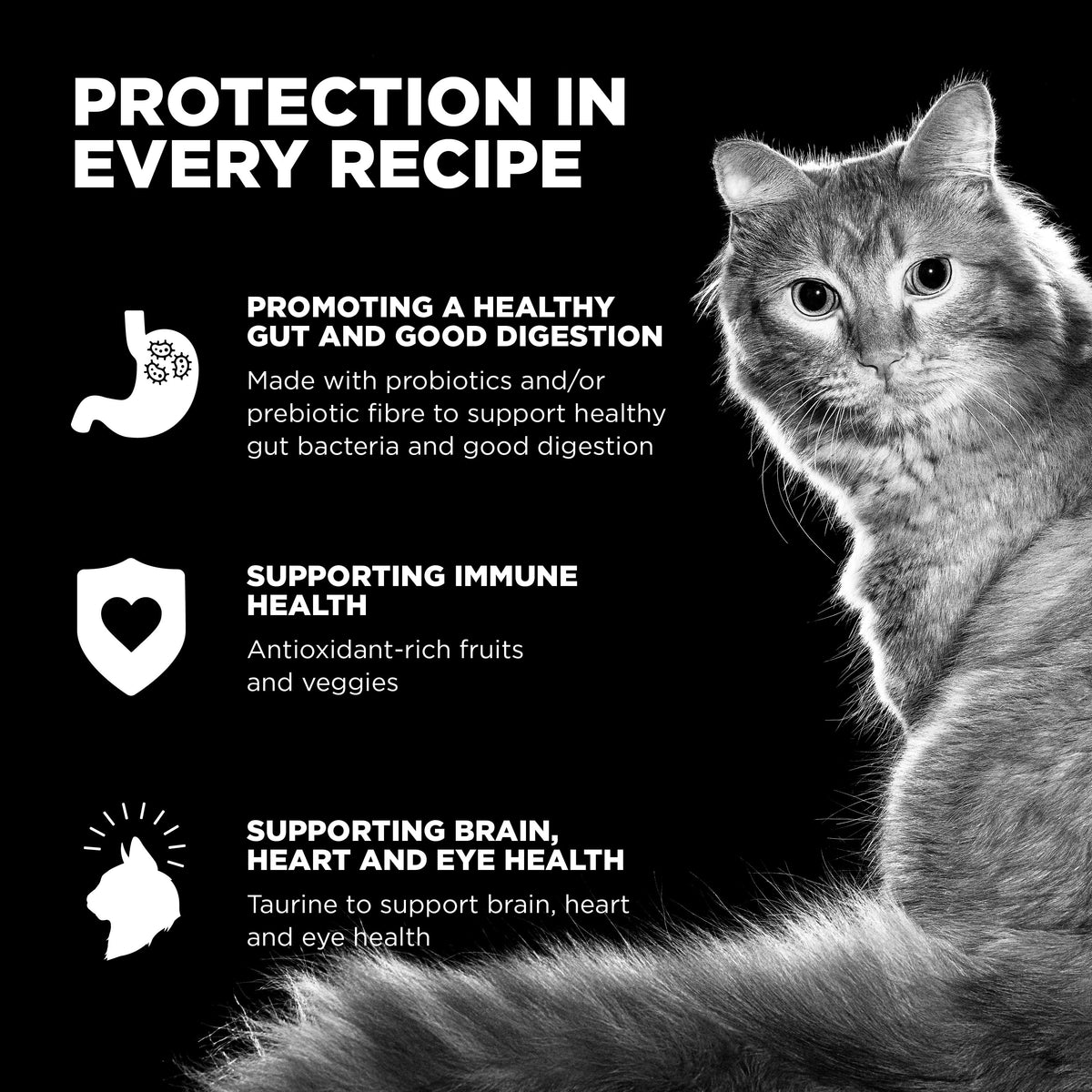Go! Solutions Carnivore Grain Free Chicken, Turkey + Duck Recipe Dry Cat Food