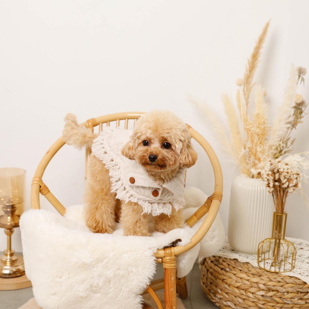 mochi-paws-story